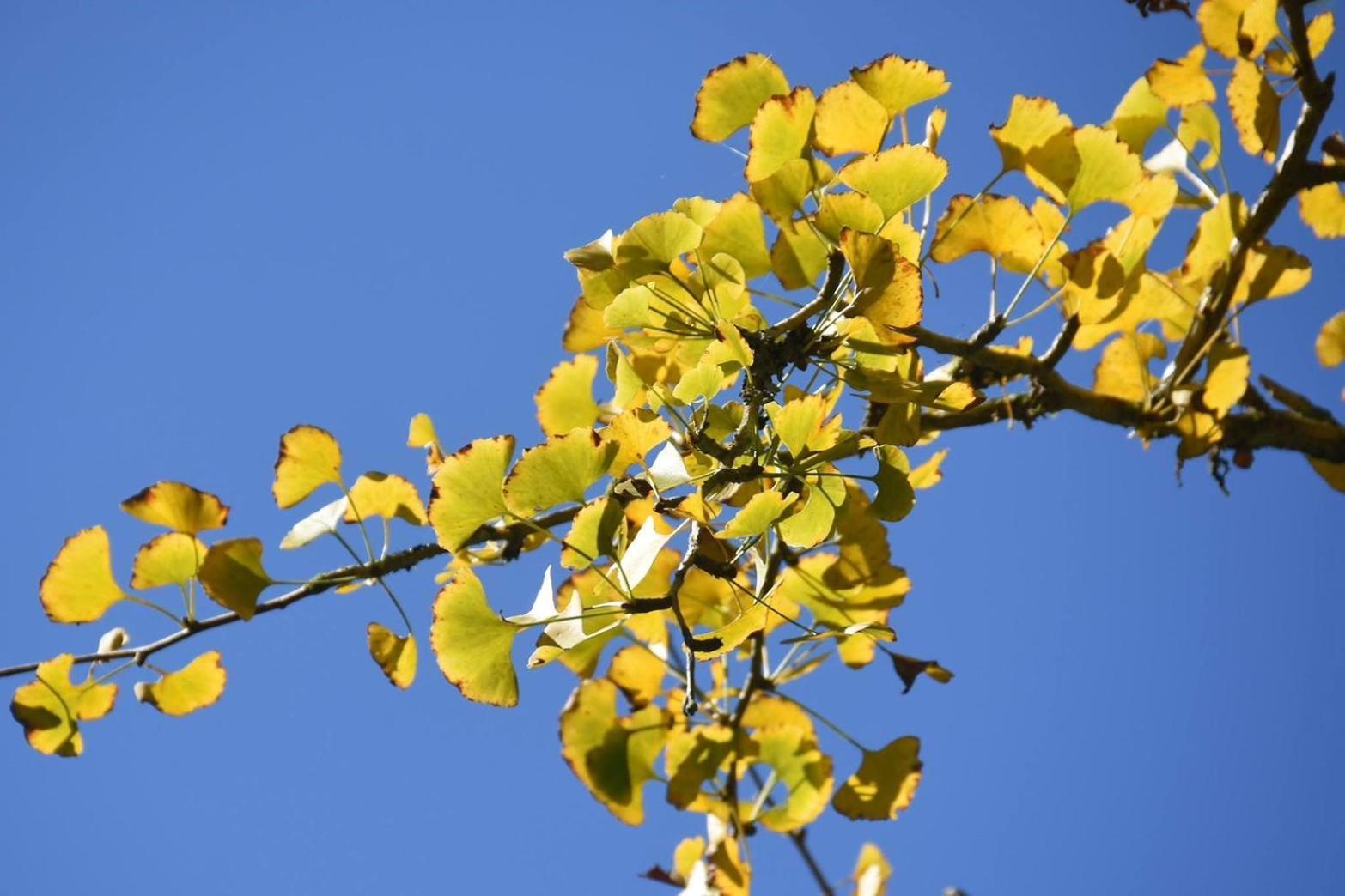 Ginkgo Hotel Lugu Buitenkant foto