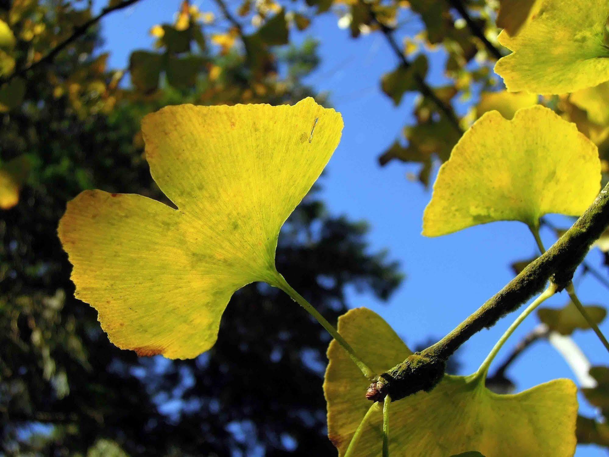 Ginkgo Hotel Lugu Buitenkant foto